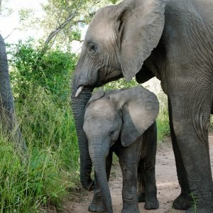 South Africa Luxury Retreat