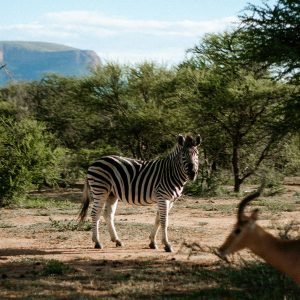 rhy_south africa luxury retreat photo - 18_img