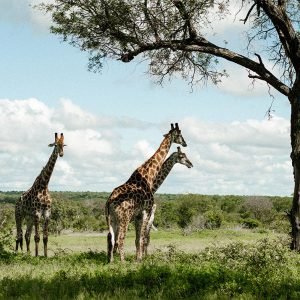 South Africa Luxury Retreat