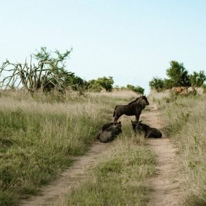 South Africa Luxury Retreat